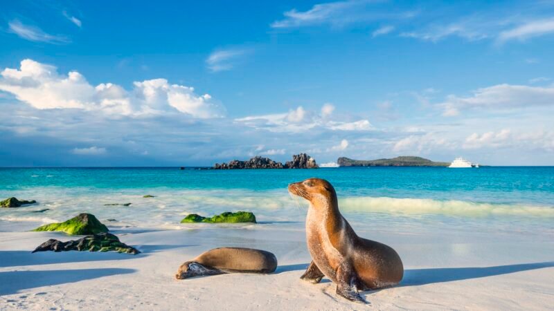galapagos islands cheap flights, galapagos islands ecuador, cheap flights, travel deals, travel packages, galapagos islands adventures, things to do